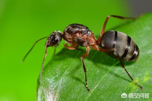 蚂蚁（蚂蚁bt）