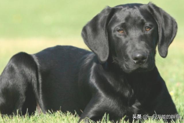 拉布拉多犬图片(拉布拉多成年犬多大图片)
