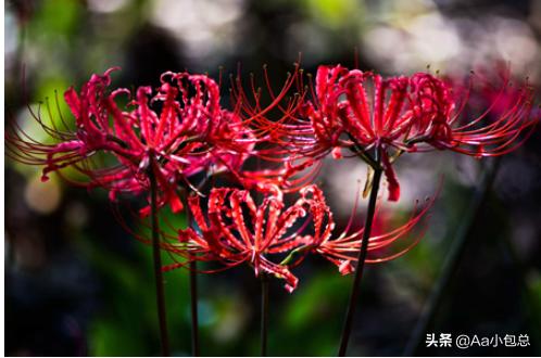 冥界四花（冥界四花是哪四种花）