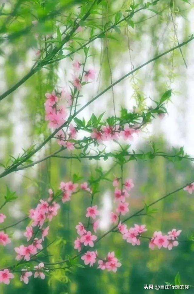 沾衣欲湿杏花雨整首古诗（沾衣欲湿杏花雨整首古诗写的是哪）