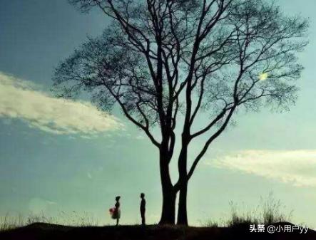 《致橡树》全诗（《致橡树》全诗意思是什么）