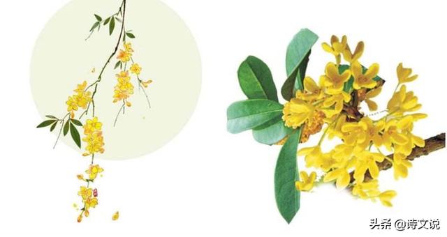 桂花最出名的诗句（桂花最出名的诗句有哪些）