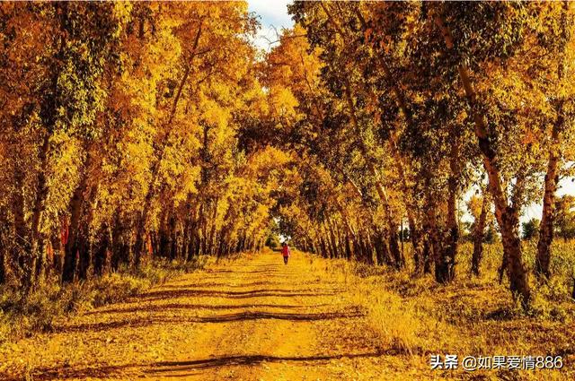 有关四季的诗句（有关四季的诗句、四字成语和名句）