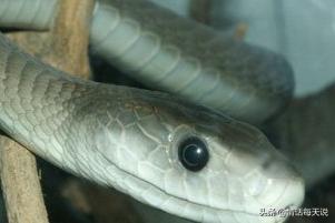 世界十大毒王第一名_世界十大毒王之一